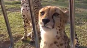 Cheetahs Meowing Just Like Domestic Cats!