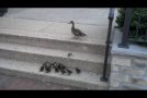 Ducklings Against A Flight Of Stairs!