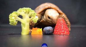 ASMR Clip Of Tortoise Eating Some Vegetables!