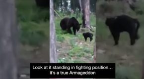 Cat Fights Against A Brown Bear!