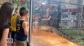 Dad Jumps Inside An Alligator Enclosure To Save Alligator Handler From Attack!