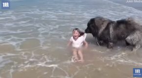 Dog ‘Saves’ Kid From The Ocean Waves!