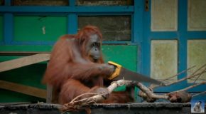 How Does A Wild Orangutan Sawing Compete Against A Robot Orangutan?