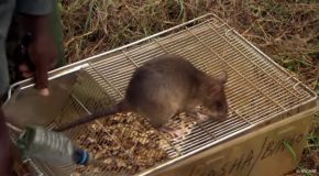 How Rats Are Saving Humans From Landmines!