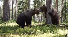 Massive Grizzly Bear Fight Caught On Tape!