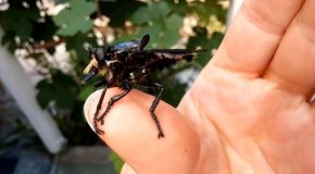 The Giant Blue Robber Fly, Aka, Nightmare With Wings!