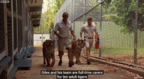 Tiger Cubs Meeting Adult Tigers For The First Time!