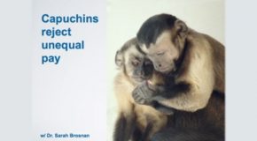 What Happens When Two Monkeys Get Paid Unequally?