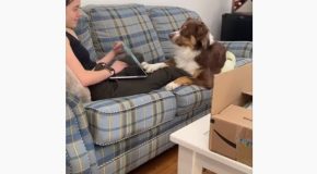 Attention-Craving Dog Closes Woman’s Laptop When It Got Angry!