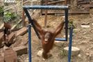 Baby Orangutan Hurts Itself And Cries Like A Child!