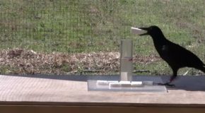 Crow’s Understanding Of Water Displacement Is Truly Remarkable!