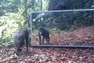 Funny Reactions Of Animals Upon Seeing Themselves In A Mirror!