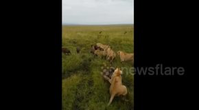 Gang Of Hyenas Attack Lone Lioness, Instant Regret!