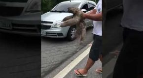 Good Guy Helps A Sloth Cross The Road!