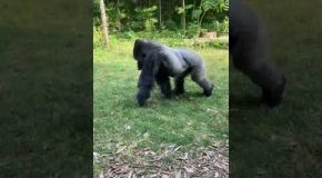 Gorilla Gets Angry About People Taking It’s Pictures, Flips The Bird!