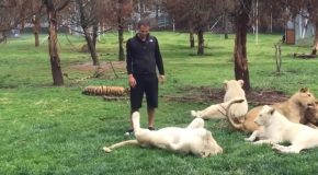 Leopard Tries To Attack Man, Tiger Saves Him!