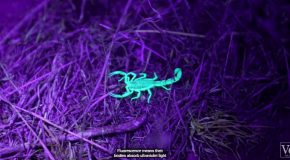 Looking Into Why Scorpions Glow Under UV Light!