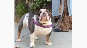 Man Sees His Bulldog Out On A Walk, Stops To Talk To Him!