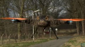 Taxidermist Turns His Dead Cat Into A Drone!