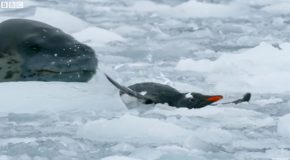 Tiny Penguin Desperately Tries To Escape A Deadly Leopard Seal!