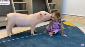 Adorable Baby Monkey Becomes Friends With A Piglet!