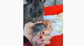 Adorable Rat Drags Woman’s Hand To Show Her It’s Baby!