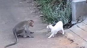 Compilation Of Cats Fighting Wild Animals!