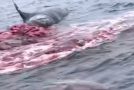 Dead And Decaying Whale Explodes In The Ocean!