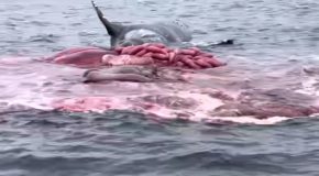 Dead Whale Full Of Decomposition Gases Explodes!