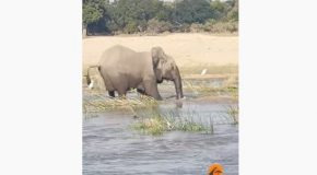 Elephant Takes It’s Anger Out On A Crocodile And Kills It!