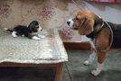 Father And Daughter Beagle Engage In A Deep Conversation!