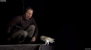 How Owls Manage To Fly Absolutely Silently!