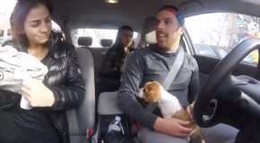 How People React To A Puppy In A Uber!
