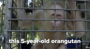 Looking At The World’s Only Albino Orangutan!