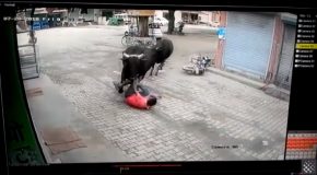Man Gets Hit By Runaway Bulls, Survives To Tell The Tale