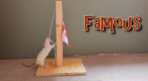 Rat Does Some Incredible Tricks!