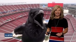 Crow Ends Up Photobombing A Meteorologist!