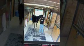 Horse Loses It While Getting A Haircut