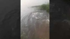 Kids Swim In Lake, Massive Hippo Surfaces Between Them!