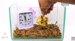 Mealworms Eating A Fruit In Time Lapse!