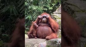 Orangutan Gets Woman’s Sunglasses After She Drops It, Here’s It’s Reaction!