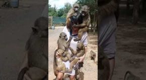 Two Dozen Baboons Cling Onto Their Caretaker!
