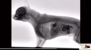 X-Ray Clip Of A Dog Eeating Food!
