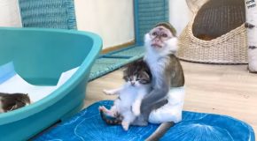 Baby Monkey Refuses To Give Back Kitten!