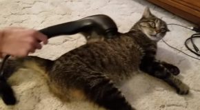 Cat Gets Massaged By A Massager, Here’s It’s Reaction!