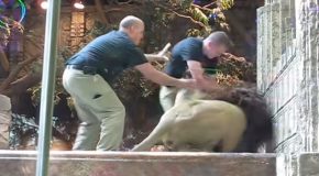 Famous MGM Lion Attacks Man In Las Vegas!