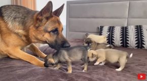 German Shepherd Dog’s Reaction To Meeting Puppies For The First Time!