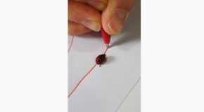 Ladybug Follows Around The Red Pen Everywhere!