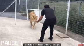 Lion Meets Her Adoptive Father After 7 Years, Here’s Her Reaction!