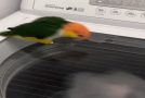 Parrot’s Mind Gets Blown By Washing Machine!